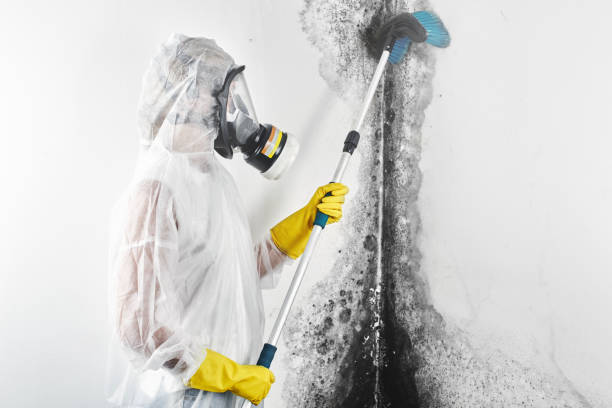 Best Mold Remediation for Healthcare Facilities  in Santa Clara, OR