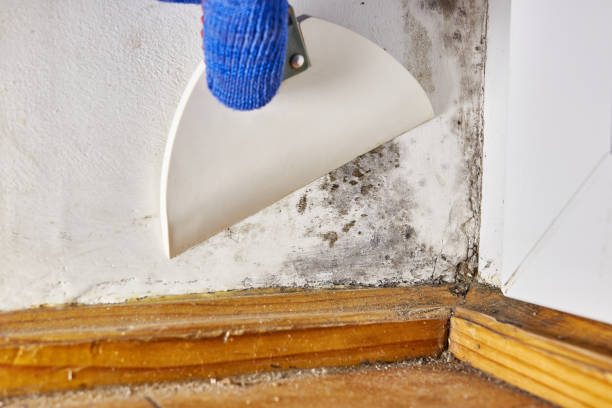 Best Black Mold Removal  in Santa Clara, OR