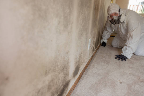 Best Attic Mold Removal  in Santa Clara, OR